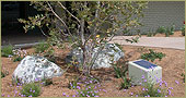 La Crescenta Crescenta Valley Water District Demonstration Garden La Crescenta Crescenta Valley Water District Demonstration Garden