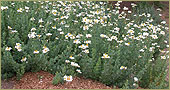 Manhattan Beach Manhattan Beach Botanical Garden Manhattan Beach Manhattan Beach Botanical Garden