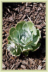 Drought TOllerant plant