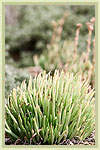 Drought Tolerant Plants