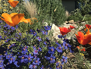 California Native Plant Resources